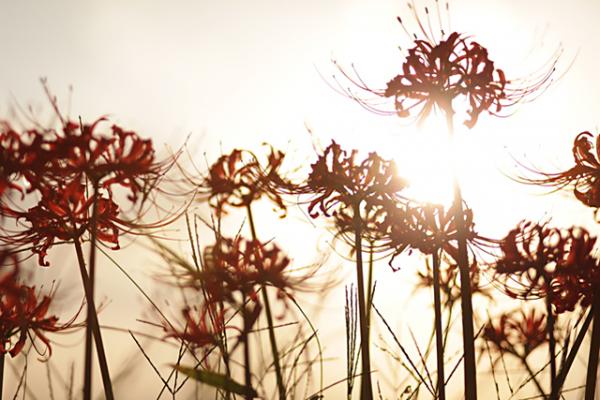 遠い昔のご先祖の複数の骨壺をひとつにまとめる事は可能ですか 粉骨サービスの花水木 散骨 自宅供養 墓じまいをサポートします