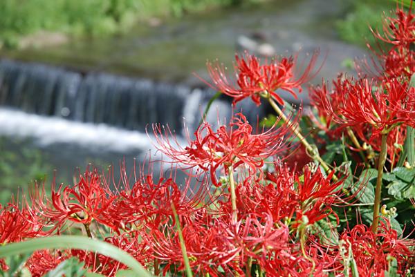 ［ Q＆A ］<br>改葬とは、何ですか？また、その手続きはどんなものですか？