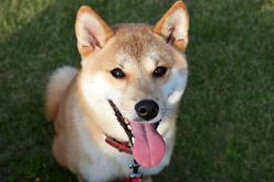 ペットの粉骨は、申し込めますか？