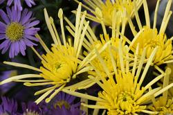 骨壺が大きすぎて納骨堂に入りません。粉骨して、小さなお骨壺に納め直してもらえますか？